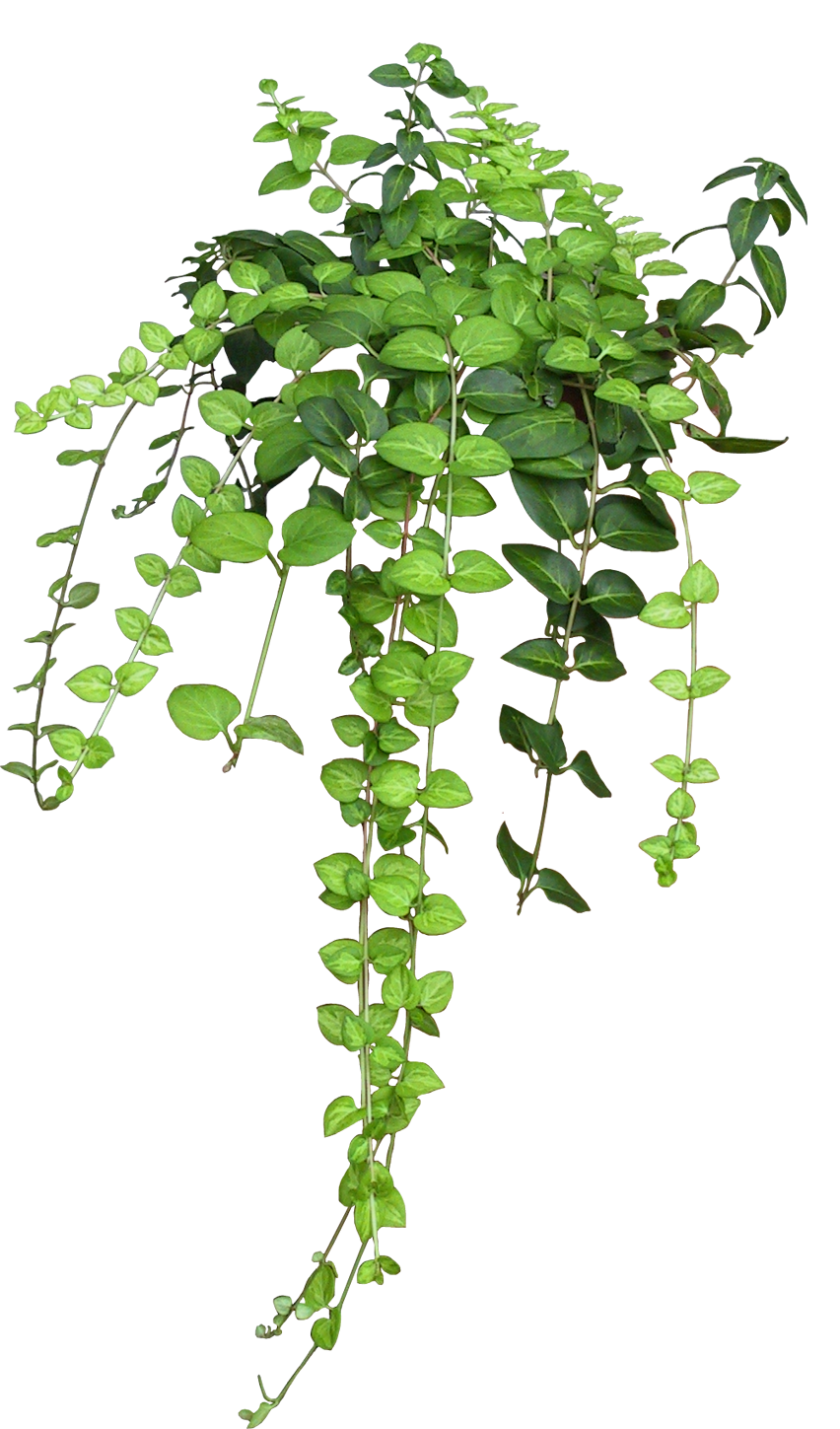 Image d'une plante