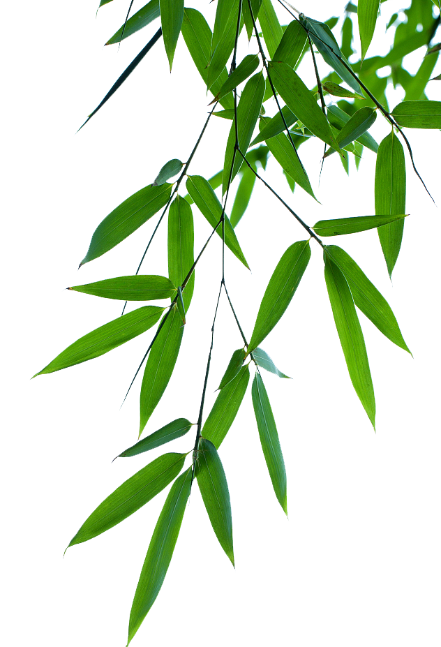Image d'une plante