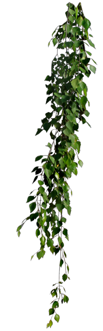 Image d'une plante