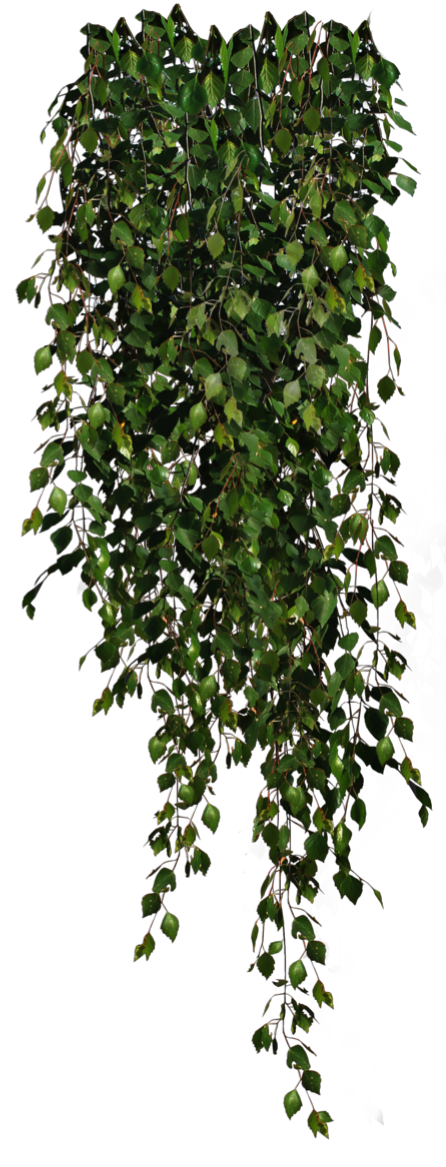 Image d'une plante
