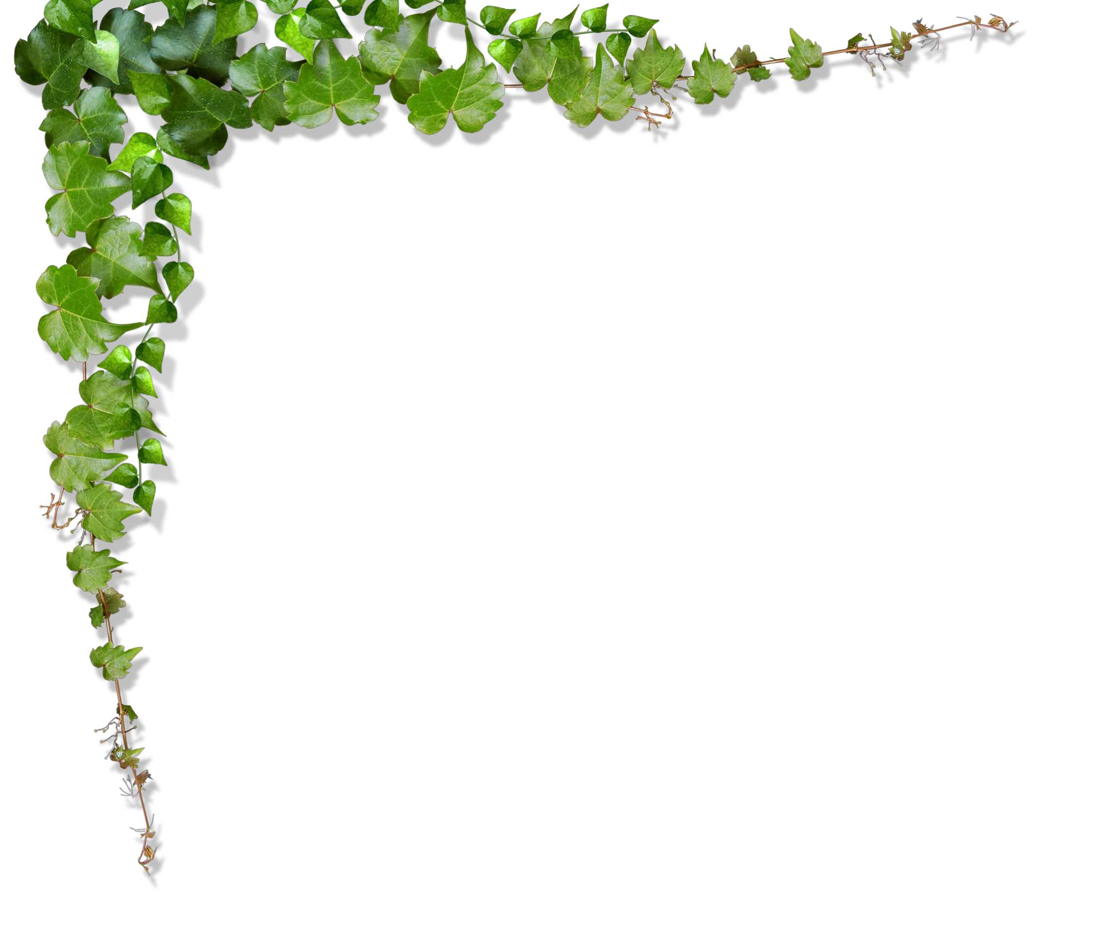 Image d'une plante
